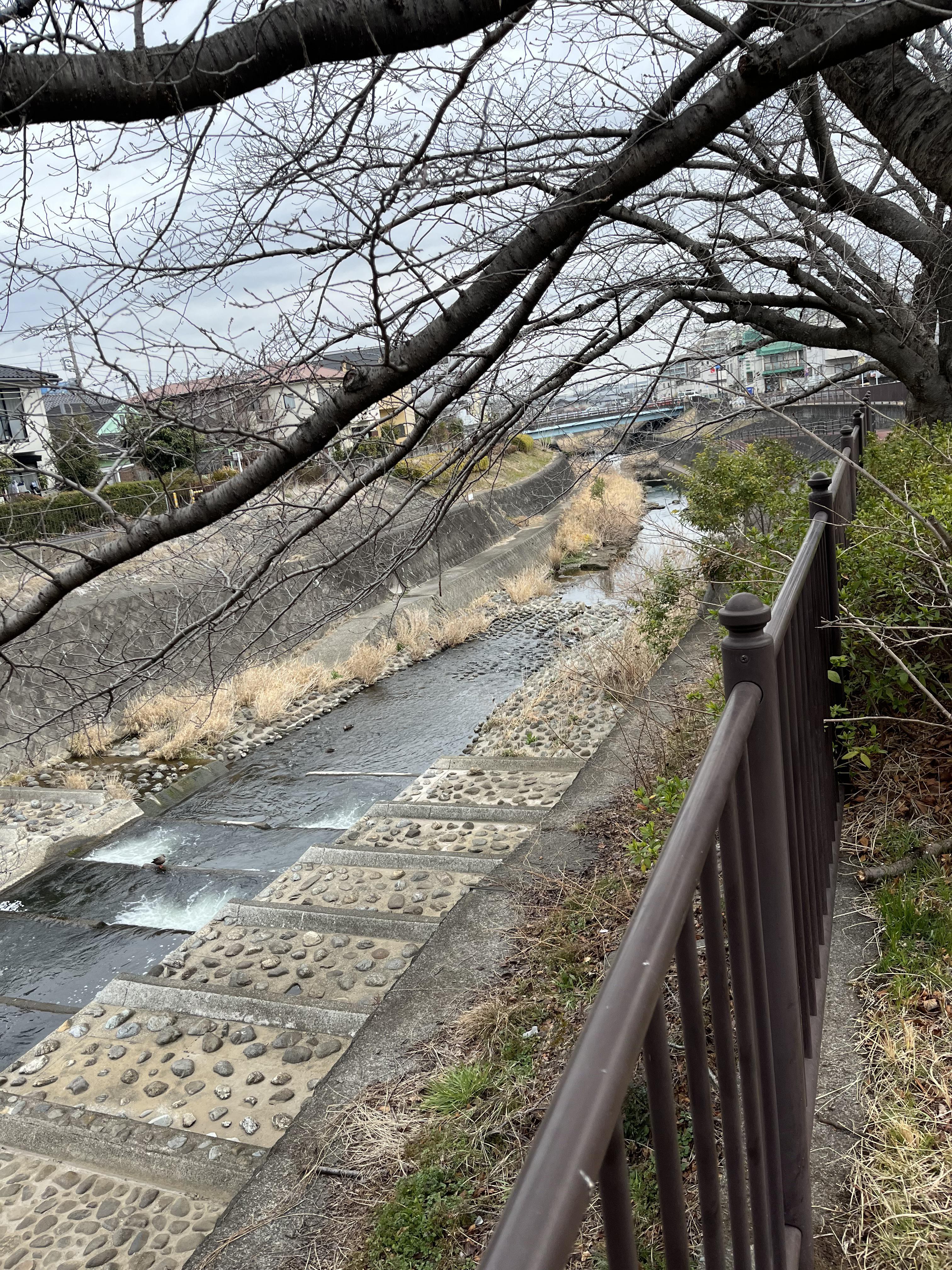 hachioji2503121-2.jpeg