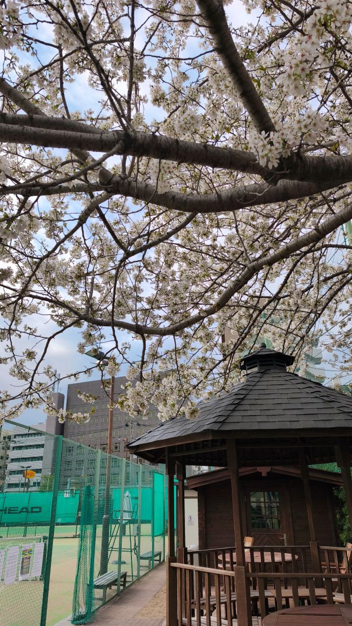 mejiro2504012.jpg