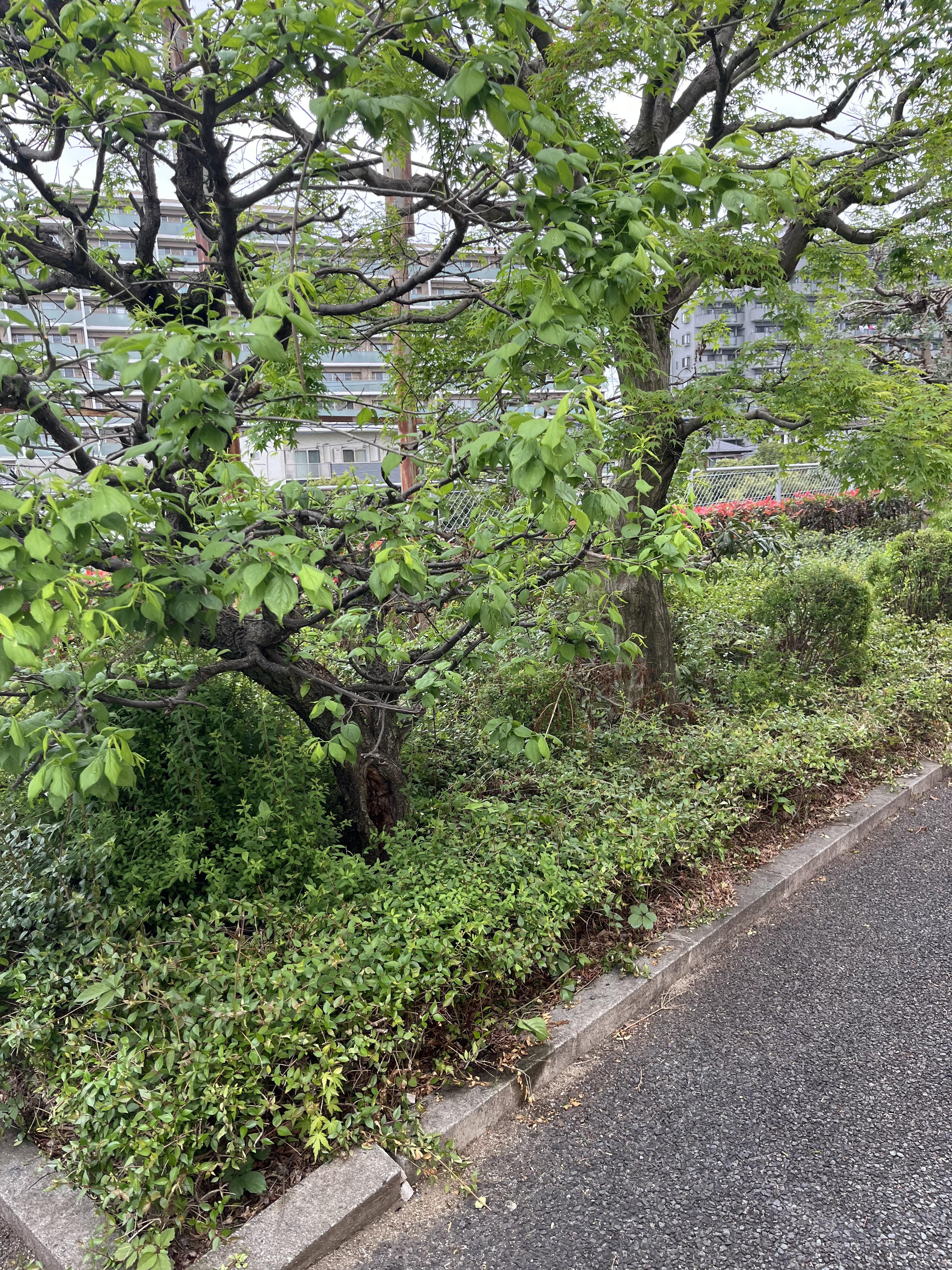 hachioji2504282.jpeg