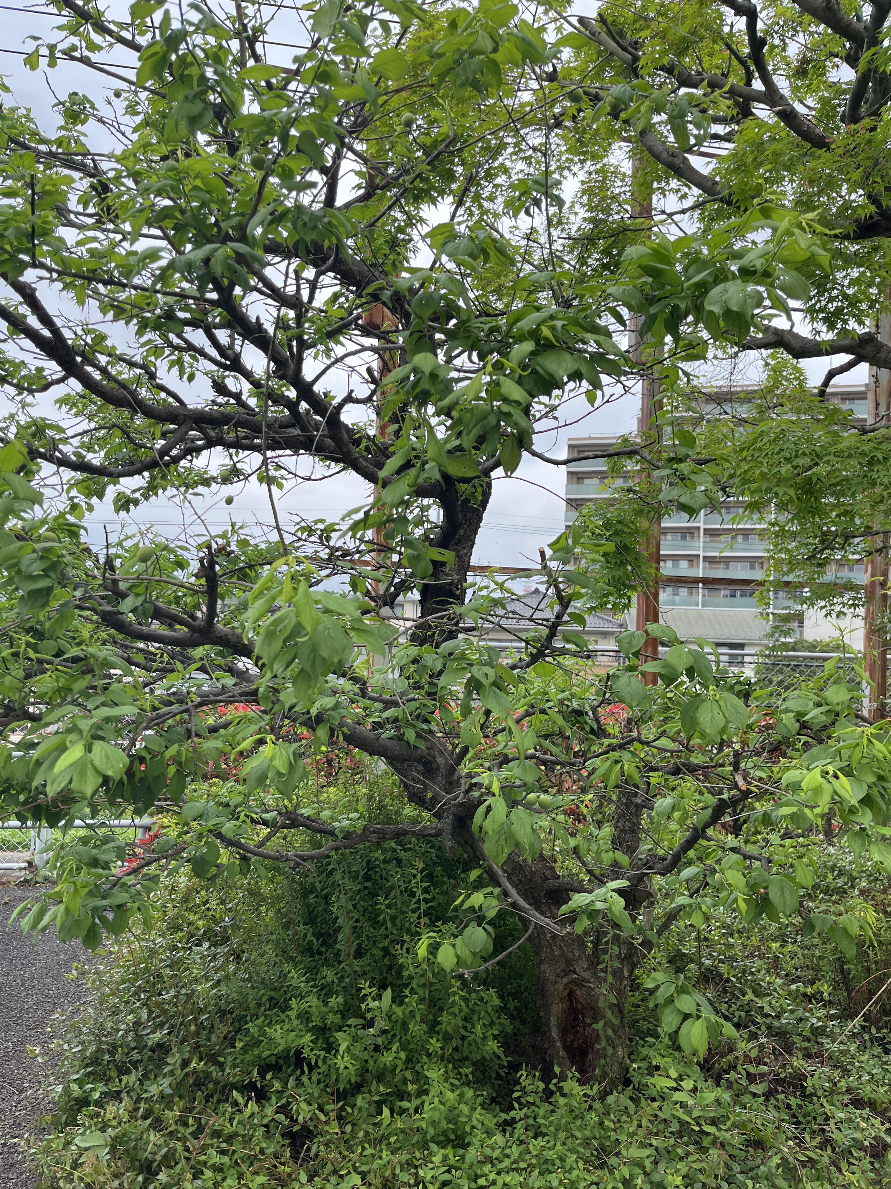 hachioji2504283.jpeg