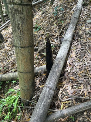 image0.jpeg