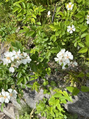 image1.jpeg