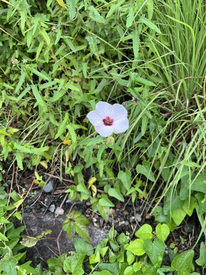 image0-3.jpeg