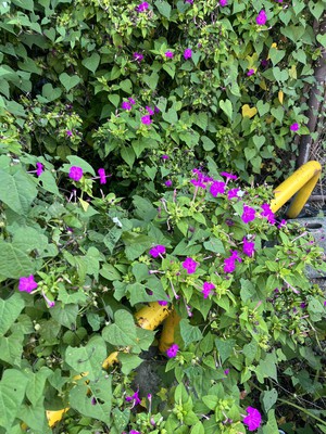 image1.jpeg
