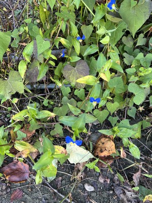 image4.jpeg