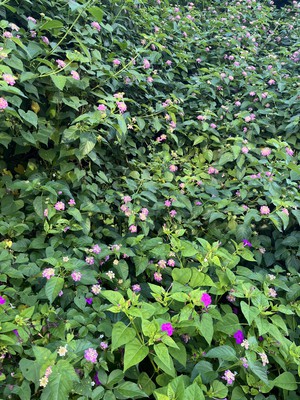 image2.jpeg