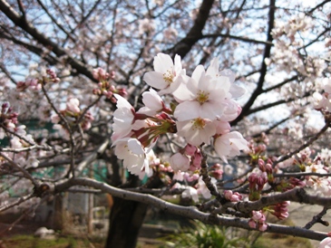 otobe20120407_1.JPG