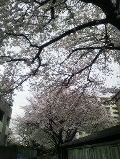 watanabe20120409.jpg